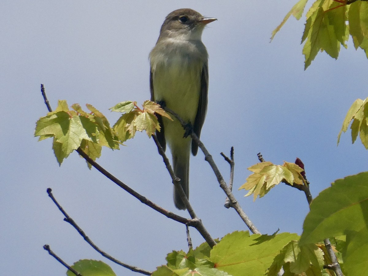 Willow Flycatcher - ML619963484