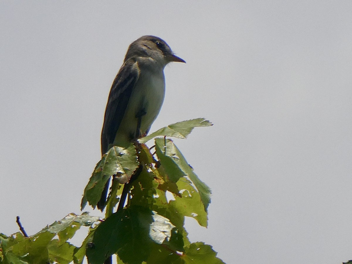 Willow Flycatcher - ML619963488