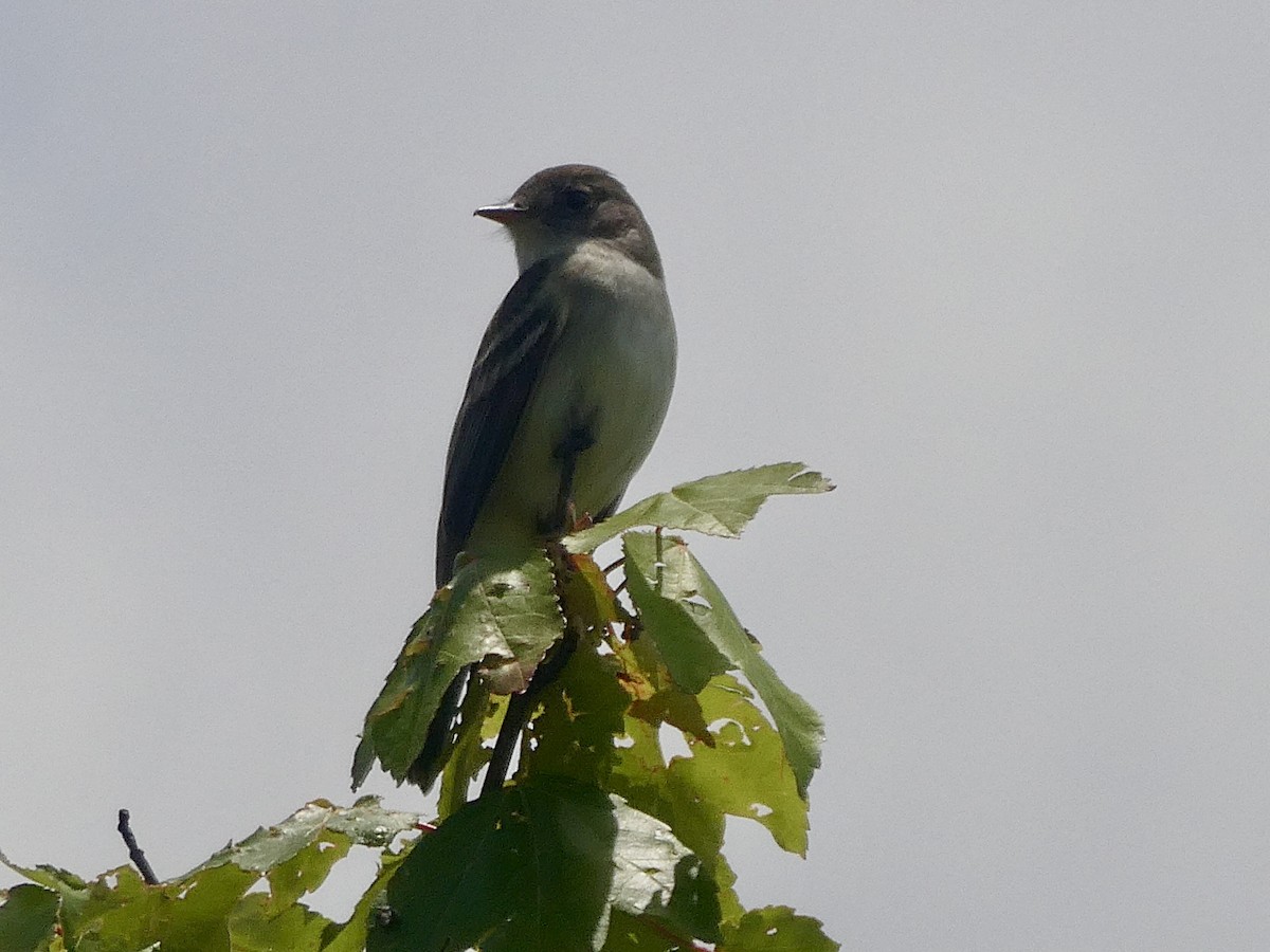 Willow Flycatcher - ML619963489