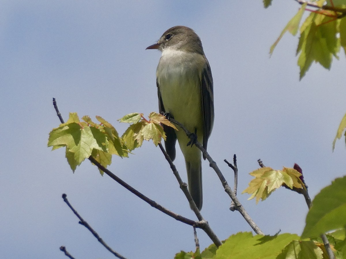 Willow Flycatcher - ML619963490