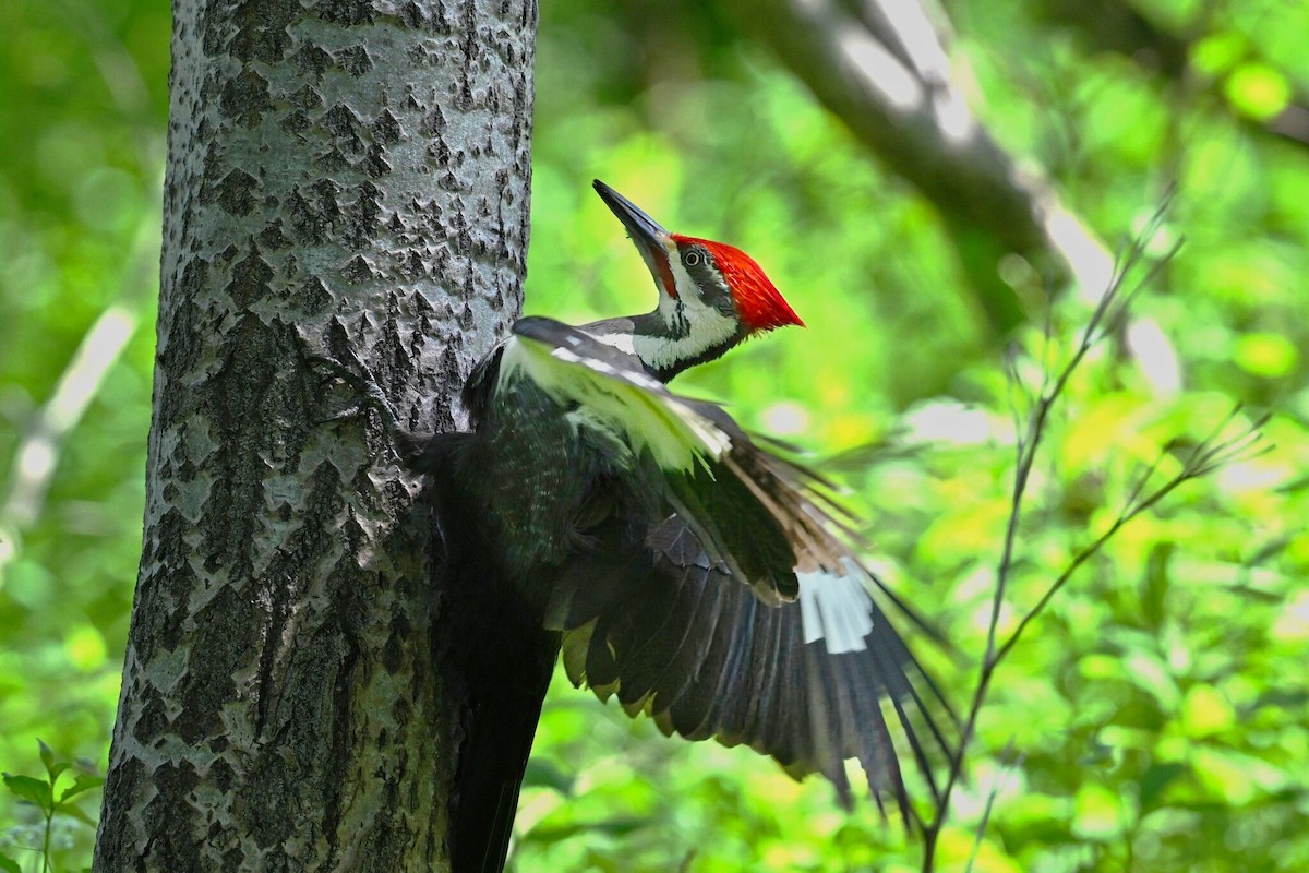 Pileated Woodpecker - ML619963499