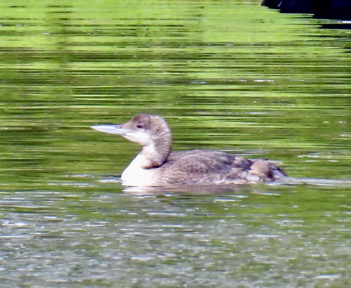 Common Loon - ML619963519