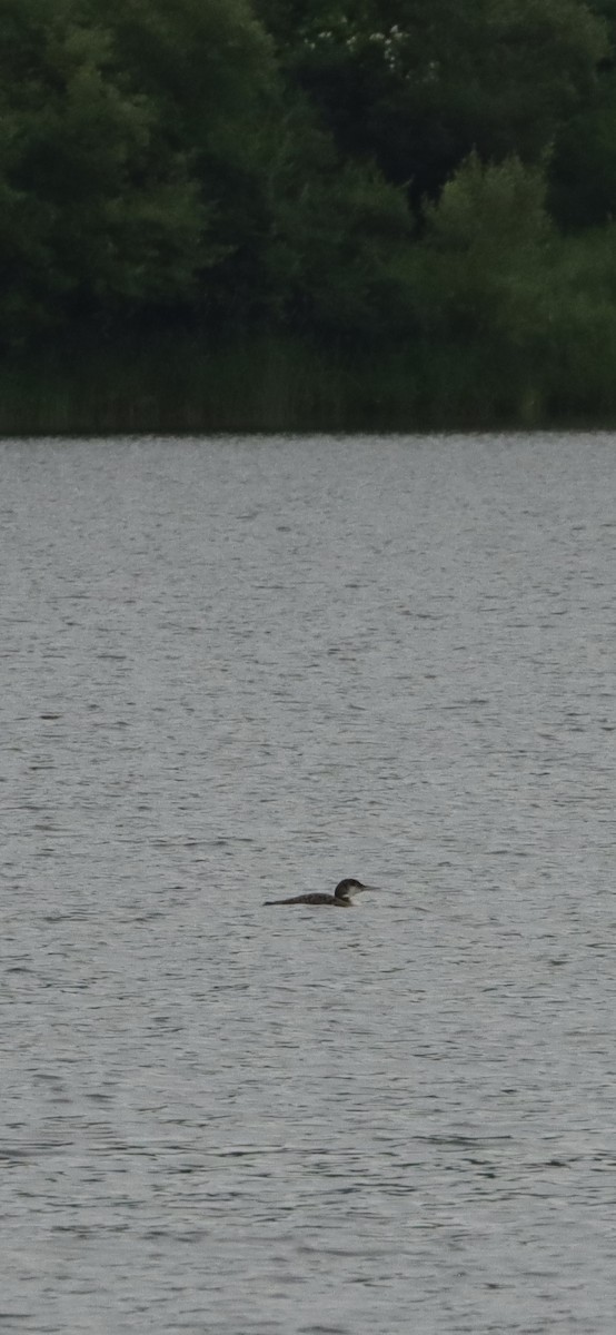 Common Loon - ML619963528