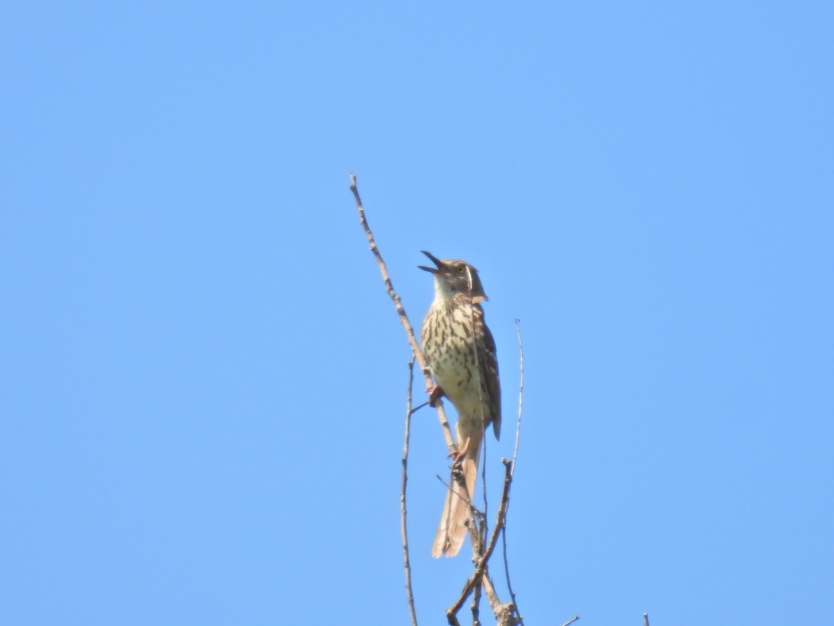 Brown Thrasher - ML619963529