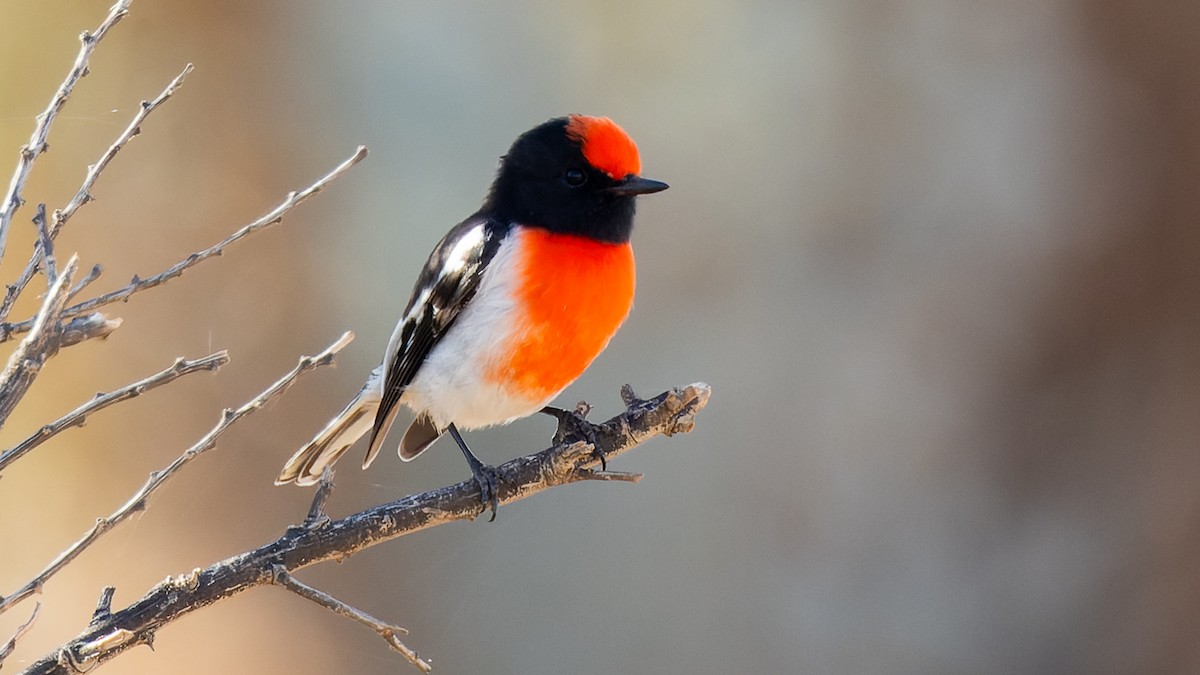 Red-capped Robin - ML619963531