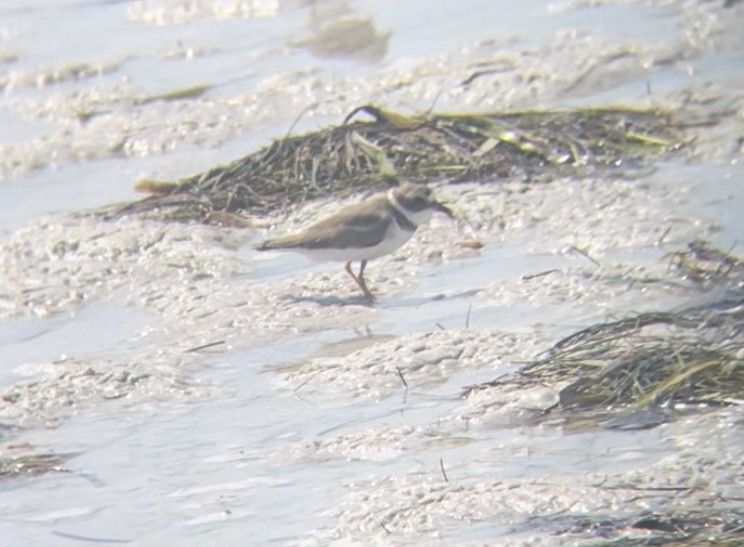 Semipalmated Plover - ML619963540