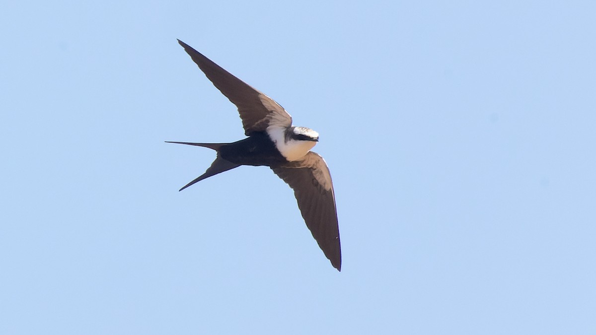 White-backed Swallow - ML619963543