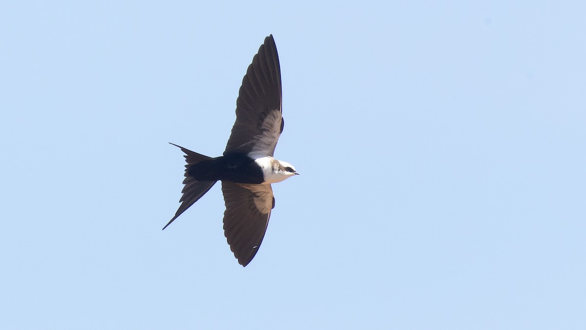 White-backed Swallow - ML619963544