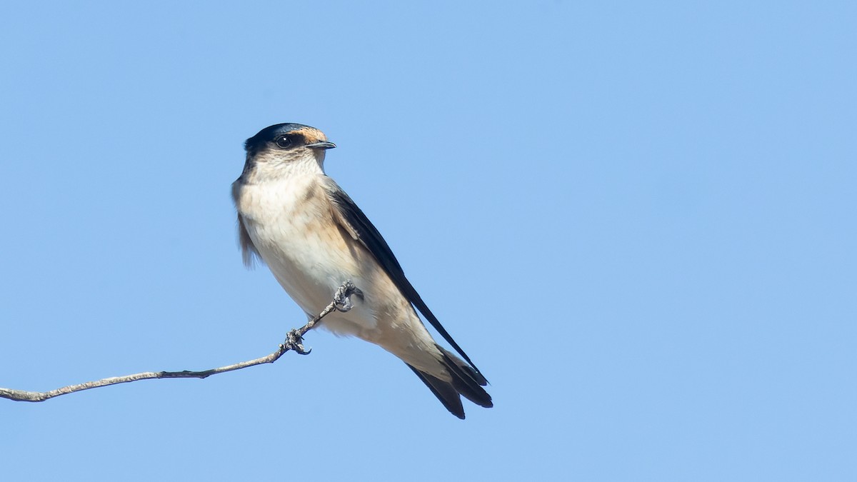 Golondrina Arborícola - ML619963553