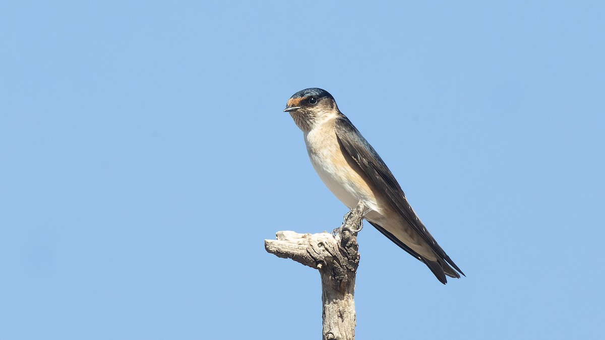 Golondrina Arborícola - ML619963554