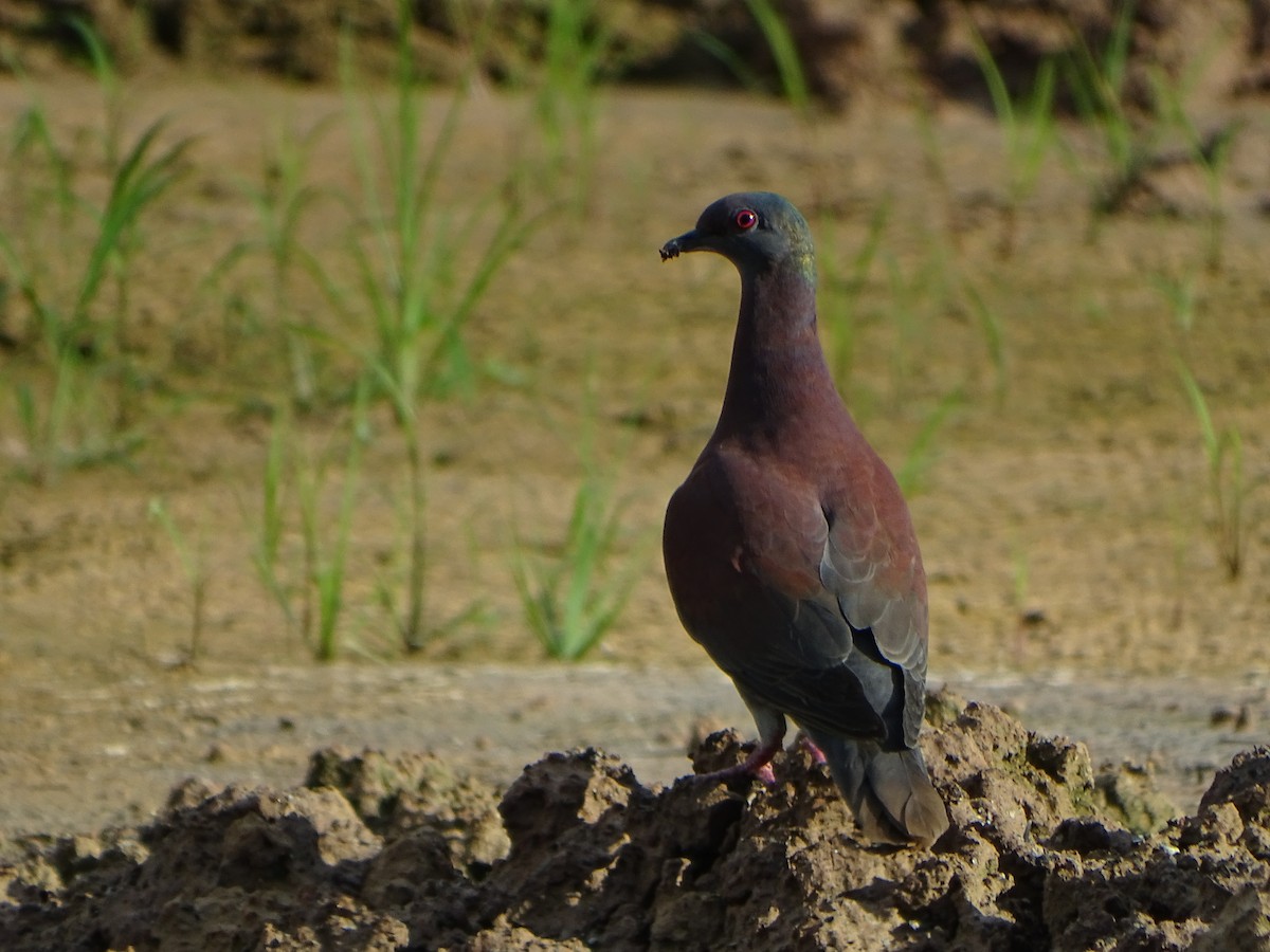 Pale-vented Pigeon - ML619963598