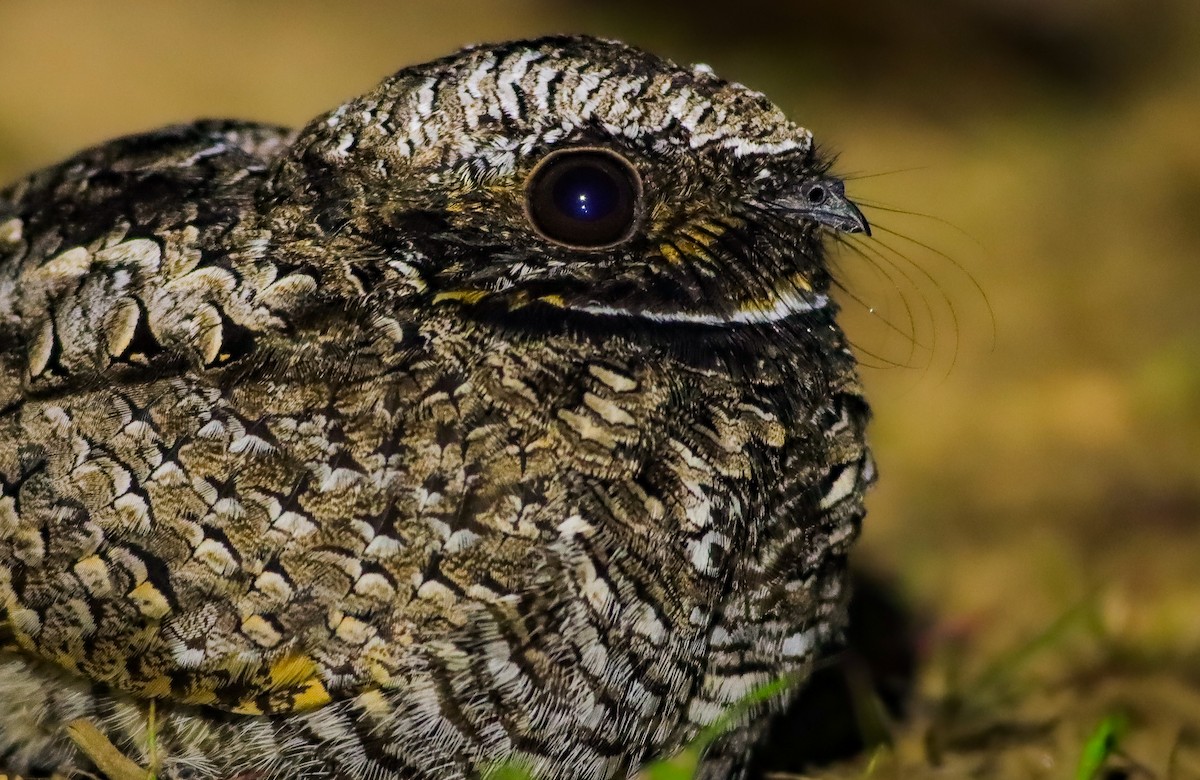 Common Poorwill - ML619963621