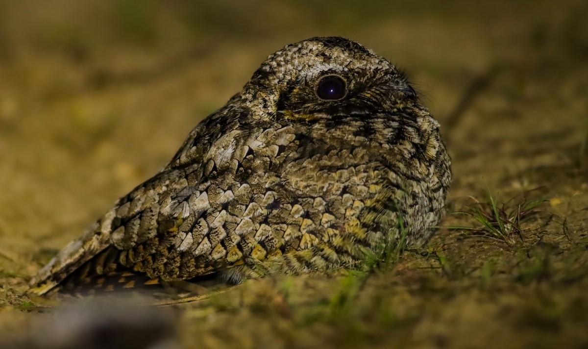 Common Poorwill - ML619963622