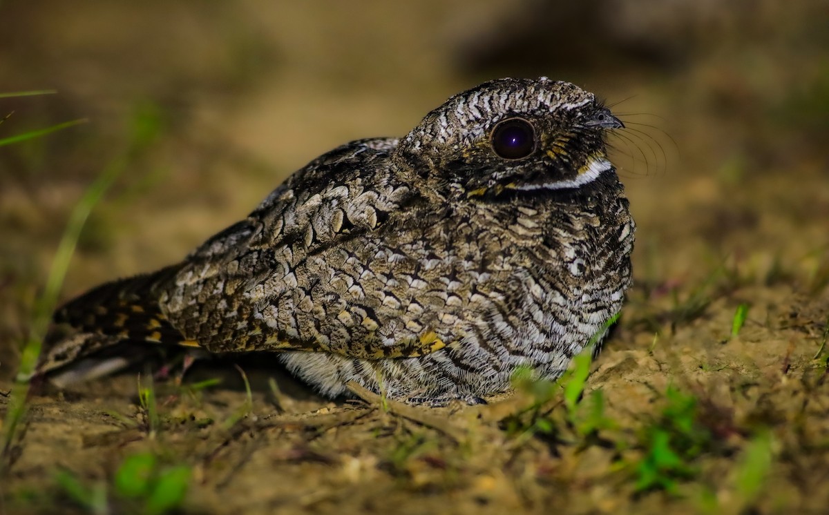 Common Poorwill - ML619963623