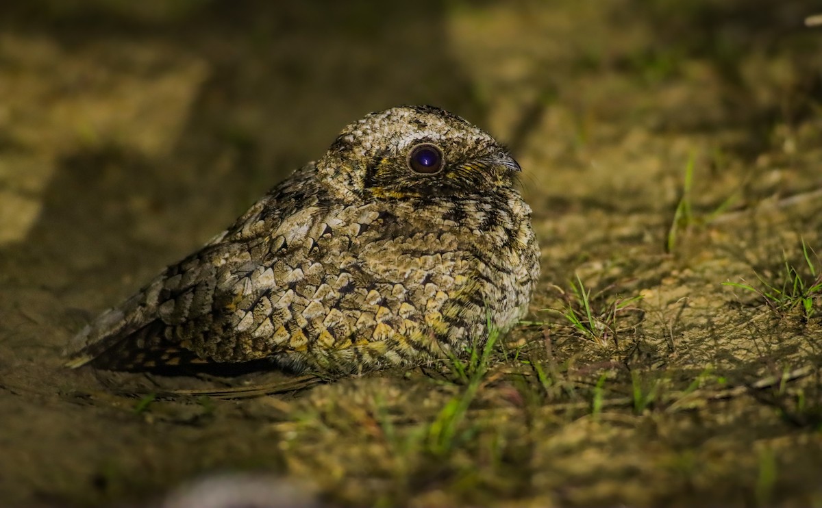 Common Poorwill - ML619963624