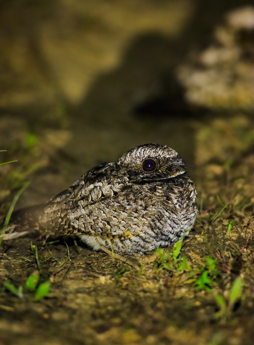 Common Poorwill - ML619963625