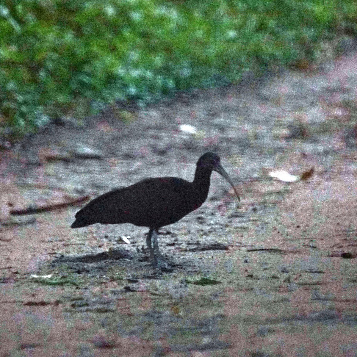 ibis zelený - ML619963640