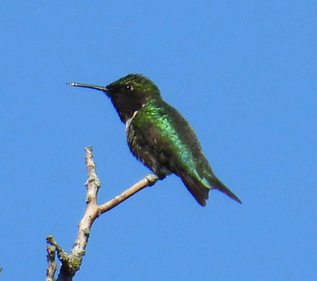 Colibri à gorge rubis - ML619963645