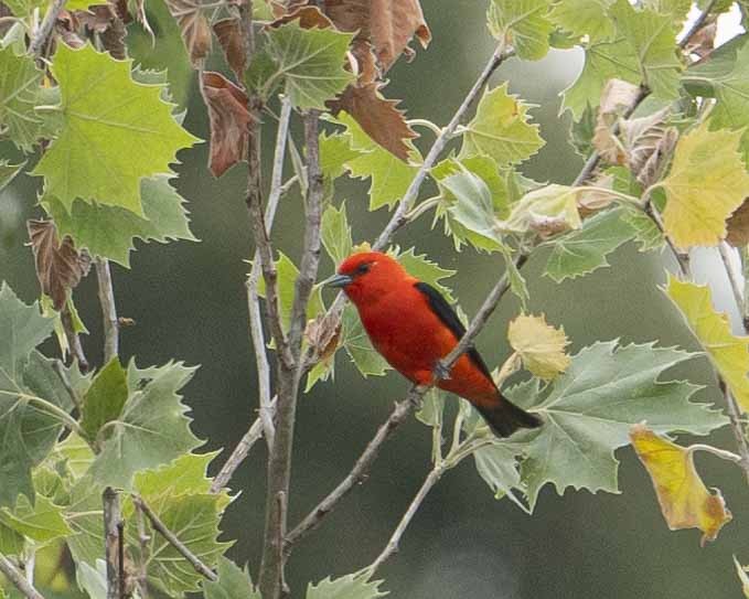 Scarlet Tanager - ML619963659