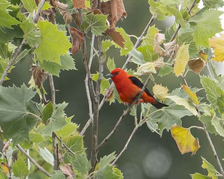 Scarlet Tanager - ML619963660