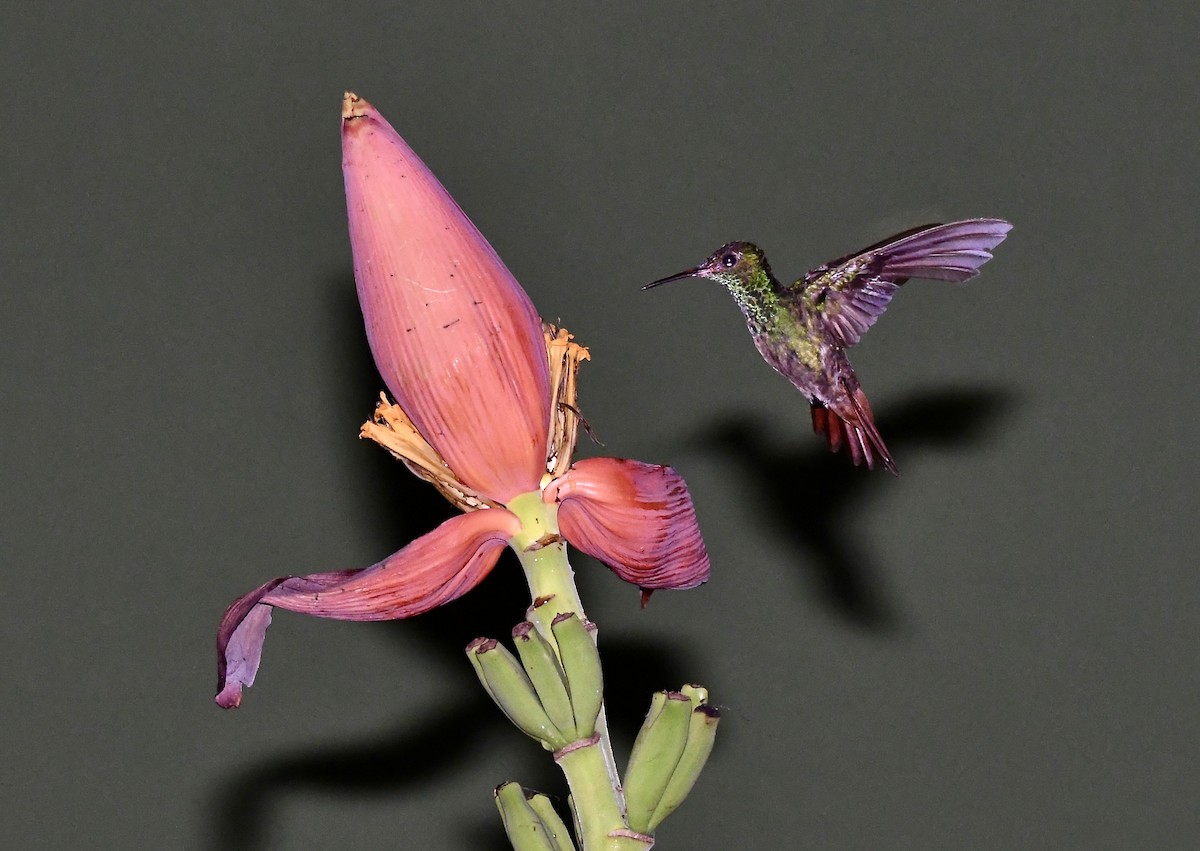 kolibřík lesklý - ML619963664