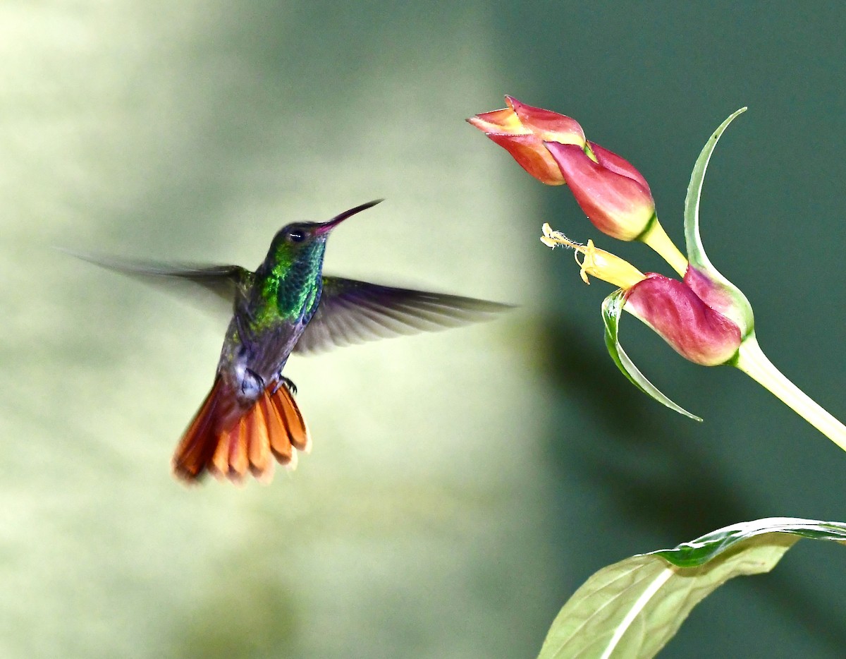 kolibřík lesklý - ML619963665