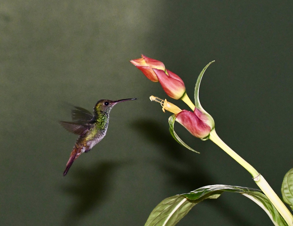 kolibřík lesklý - ML619963666