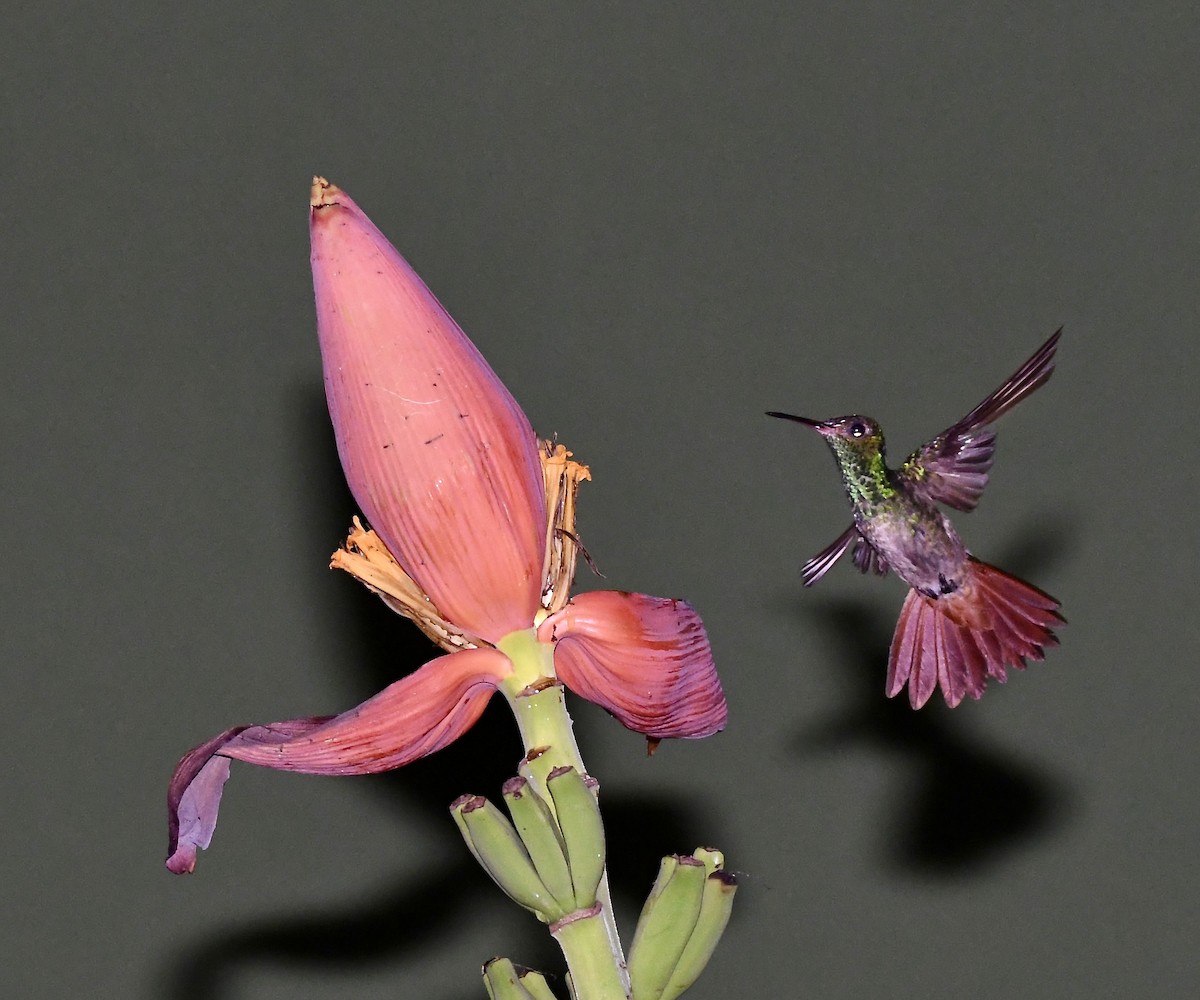 kolibřík lesklý - ML619963668