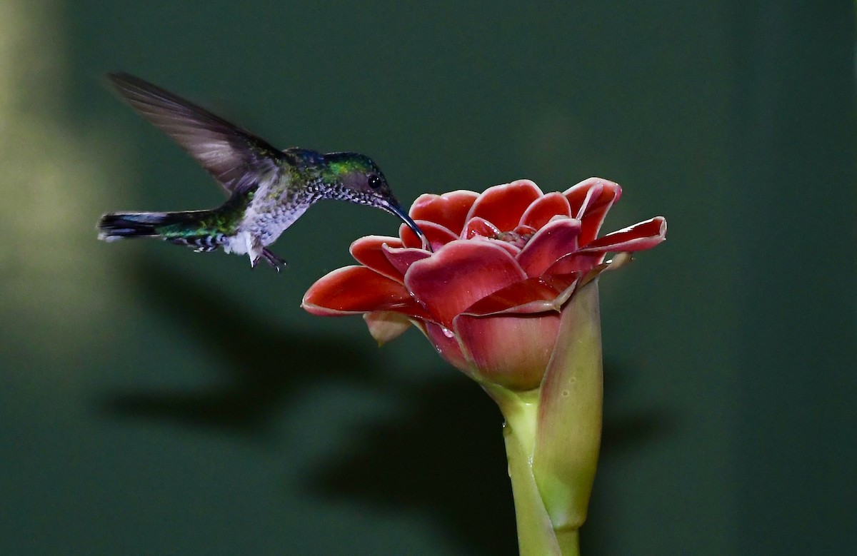 kolibřík lesklý - ML619963669
