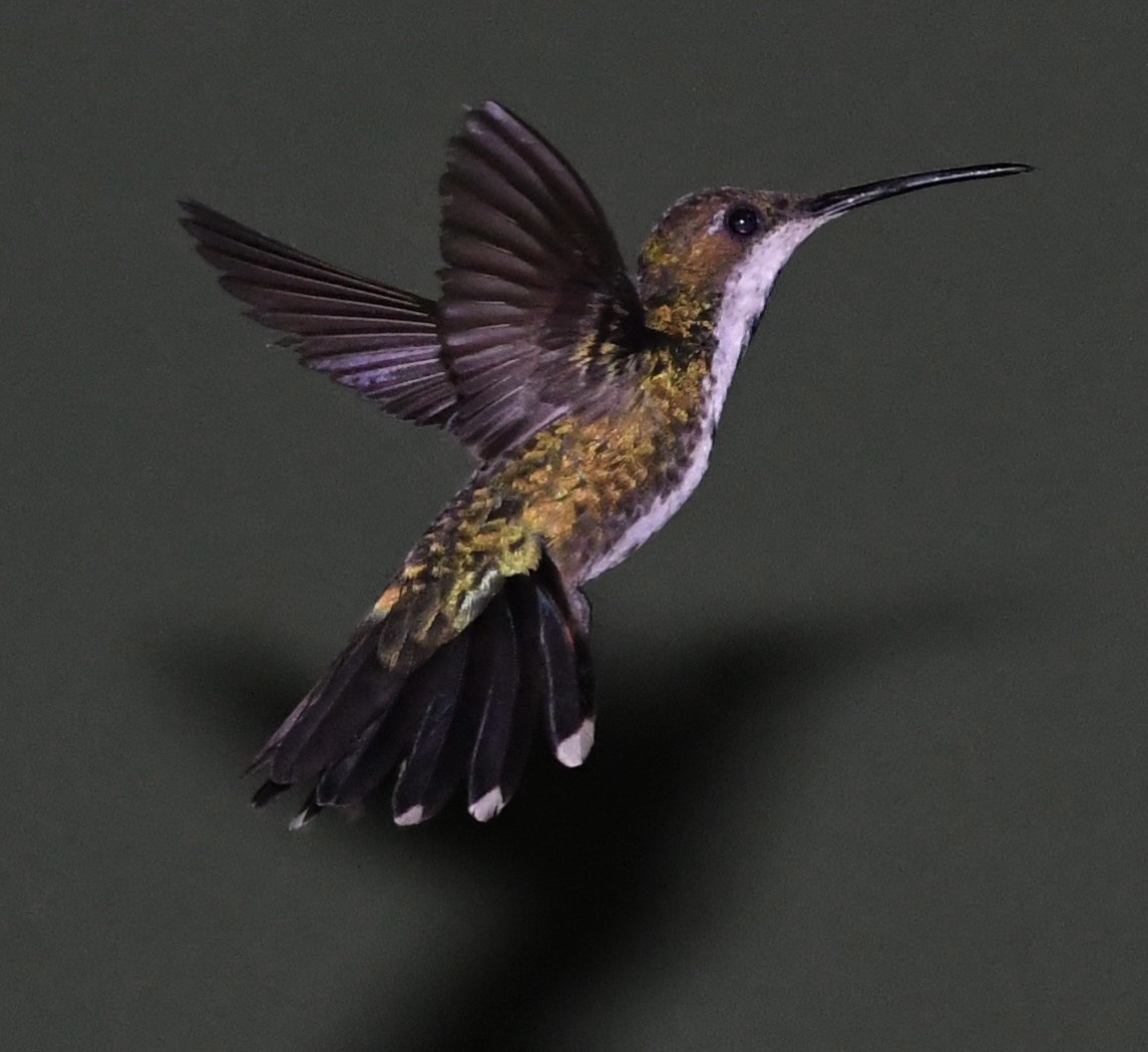kolibřík lesklý - ML619963670