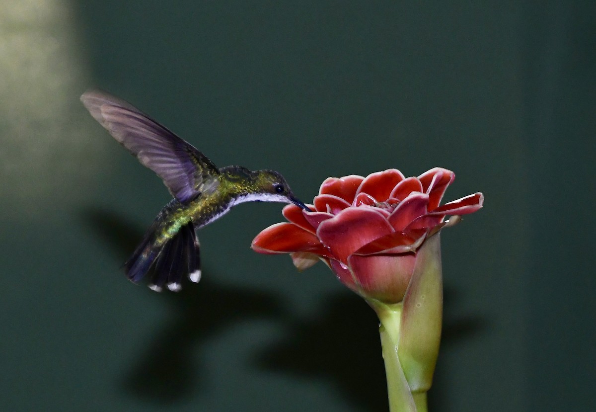 kolibřík lesklý - ML619963672