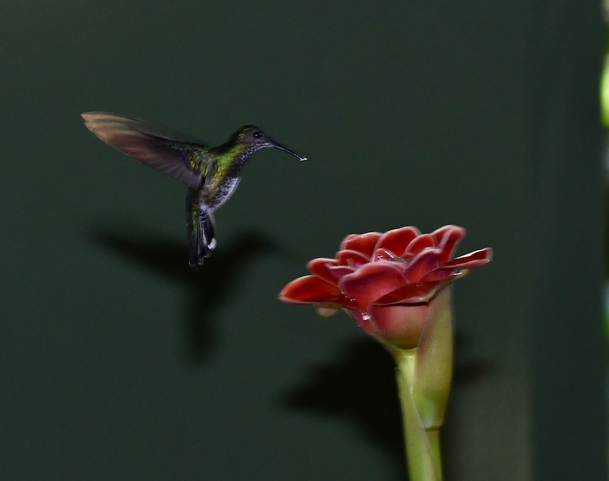 kolibřík lesklý - ML619963674