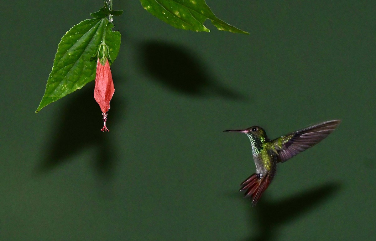 kolibřík lesklý - ML619963676