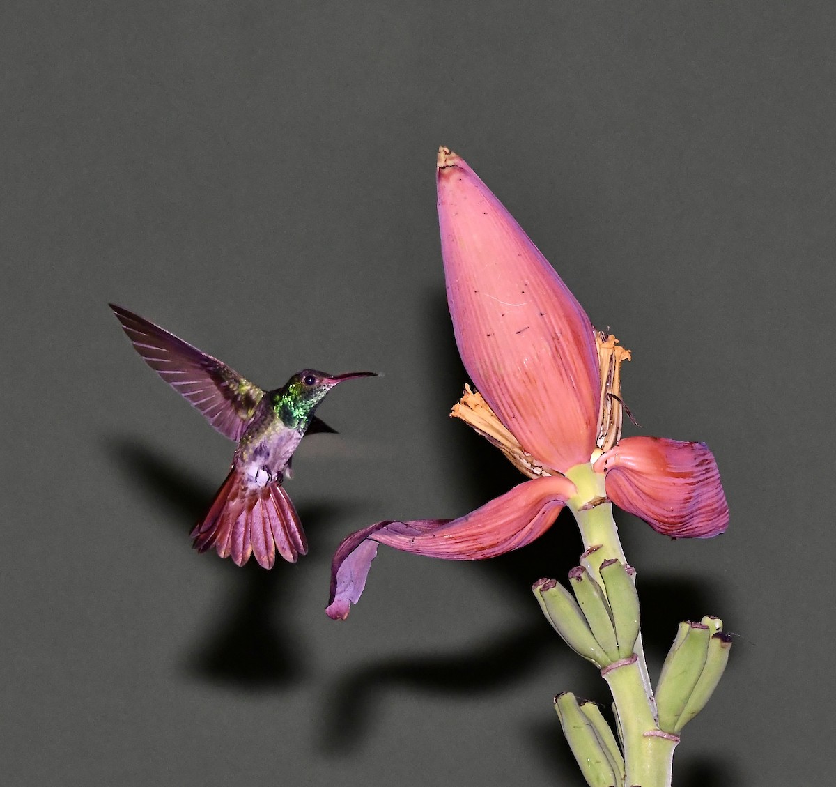 kolibřík lesklý - ML619963677