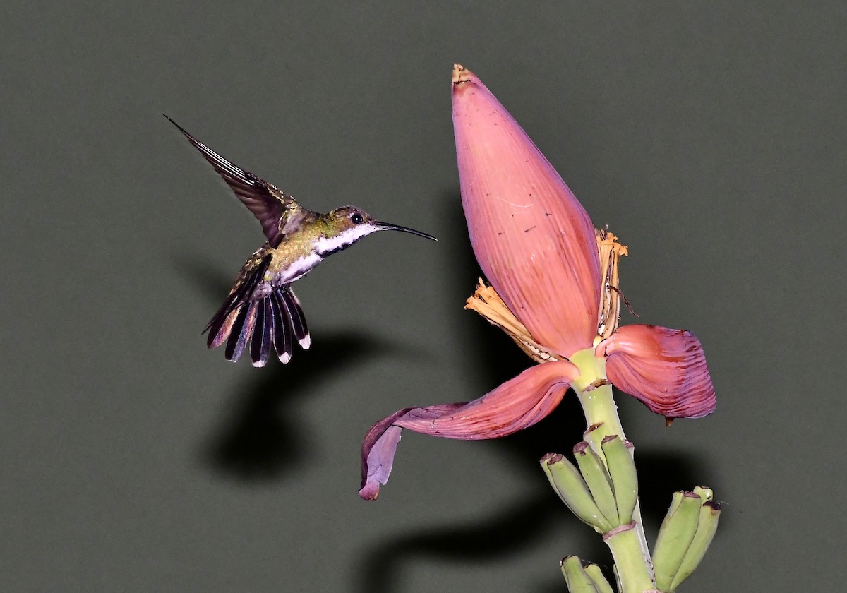 kolibřík lesklý - ML619963678