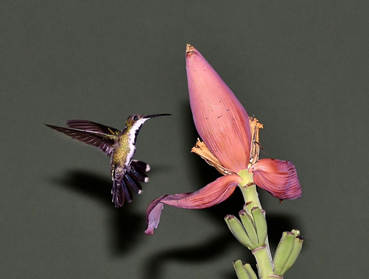 kolibřík lesklý - ML619963679