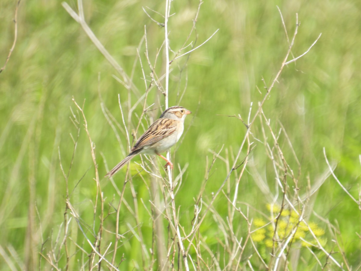 Clay-colored Sparrow - ML619963687