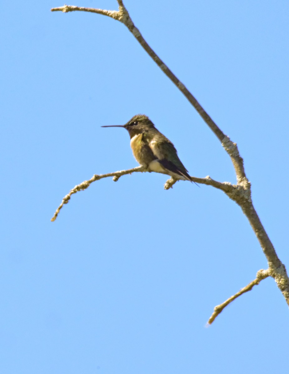 Ruby-throated Hummingbird - ML619963716