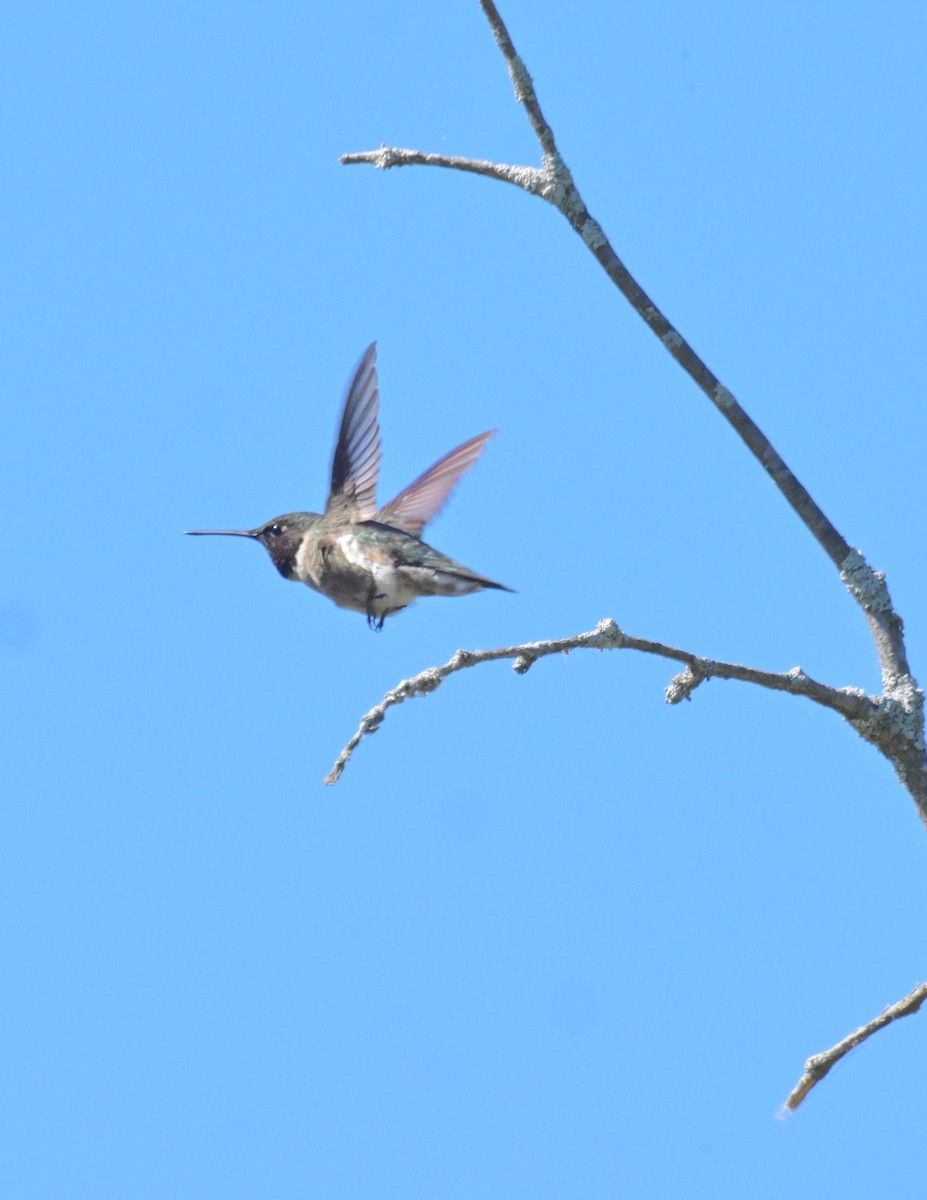 Ruby-throated Hummingbird - ML619963717