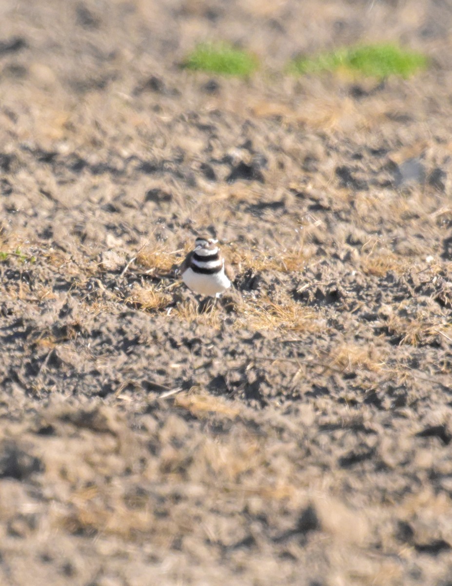 Killdeer - ML619963727