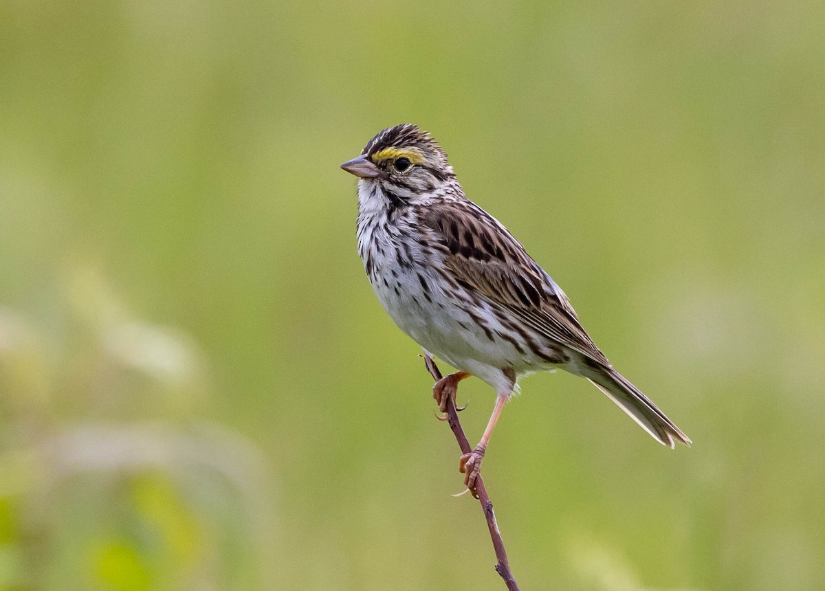 Savannah Sparrow - ML619963728