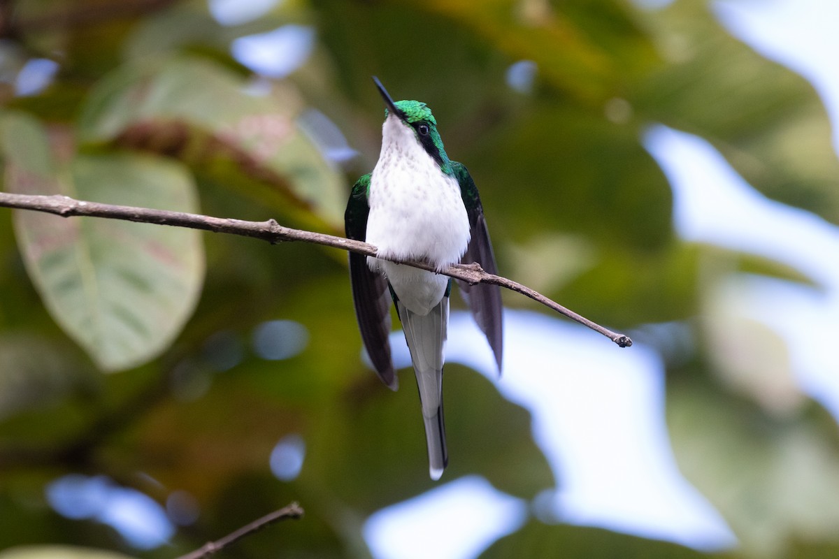 kolibřík černouchý - ML619963759