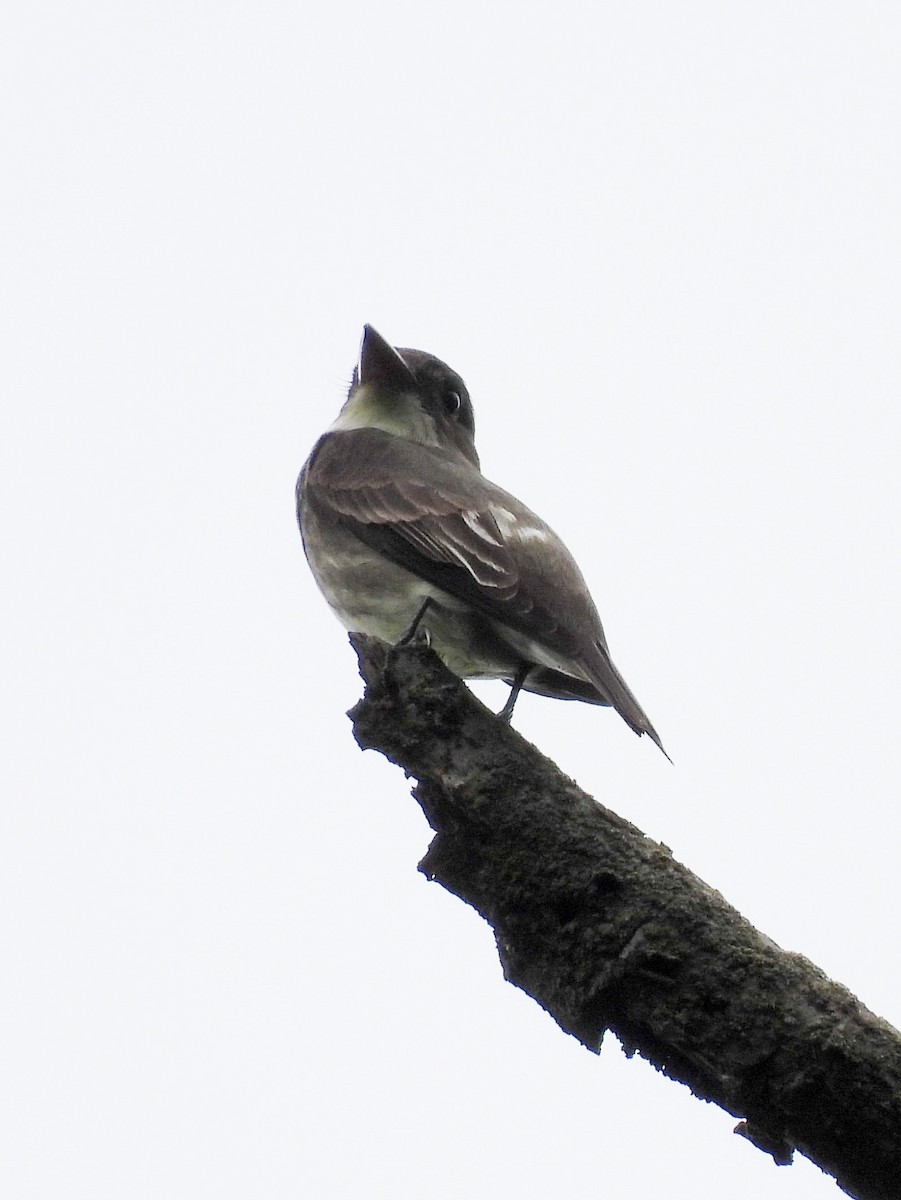 Olive-sided Flycatcher - ML619963761