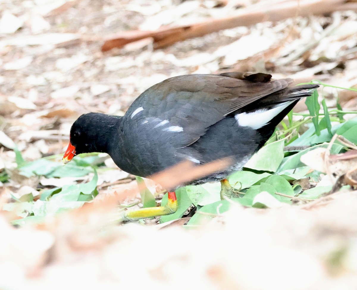 Gallinule d'Amérique - ML619963762