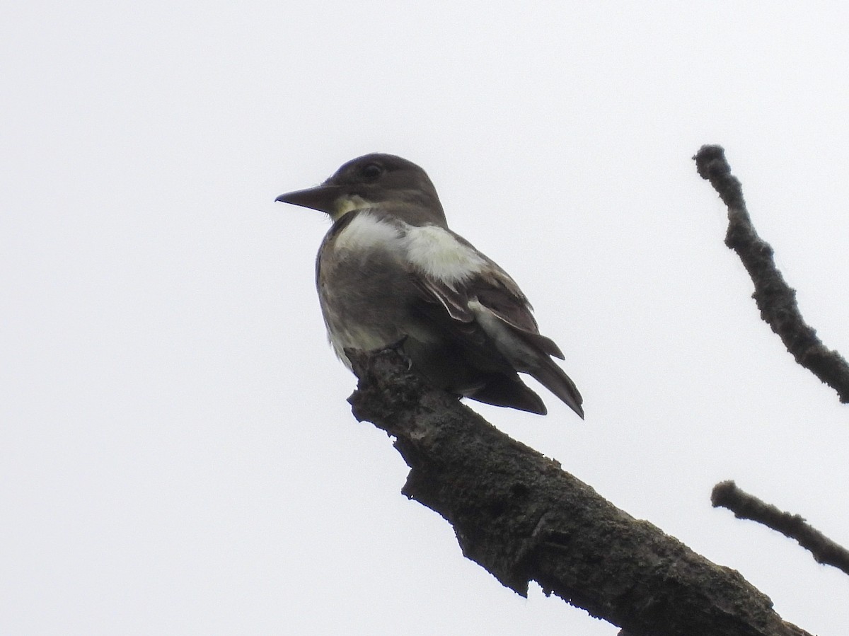 Olive-sided Flycatcher - ML619963771