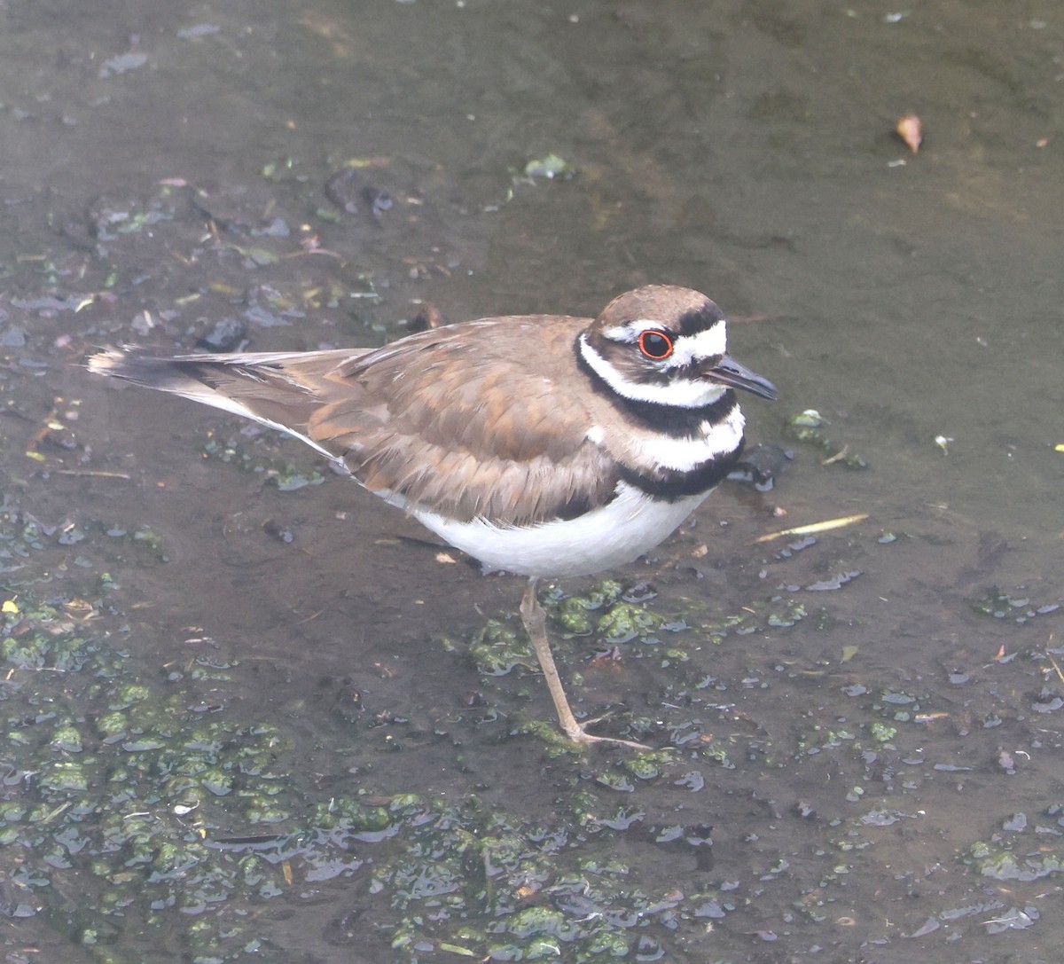 Killdeer - ML619963774