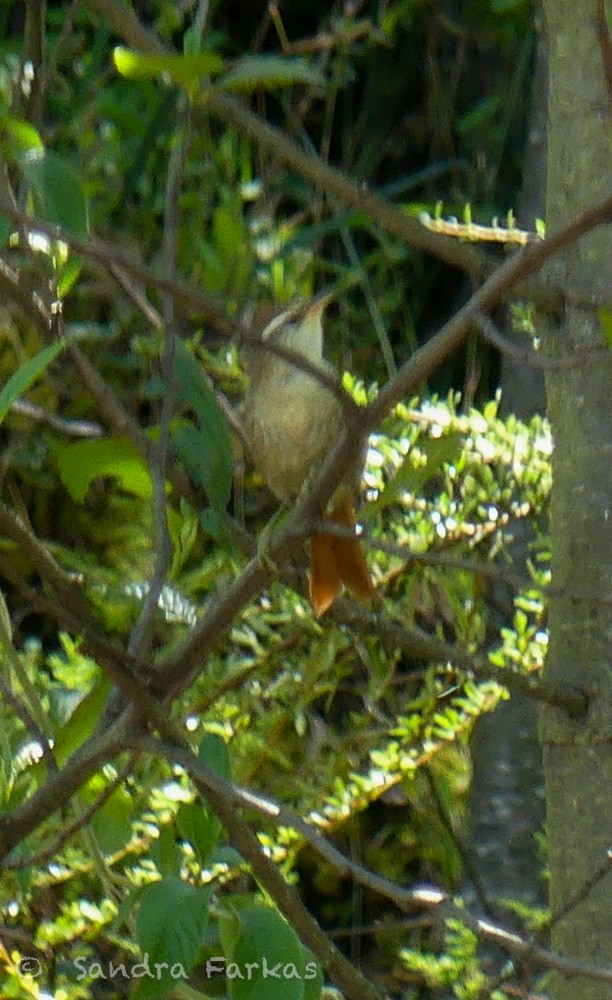 Rusty-crowned Tit-Spinetail - ML619963775