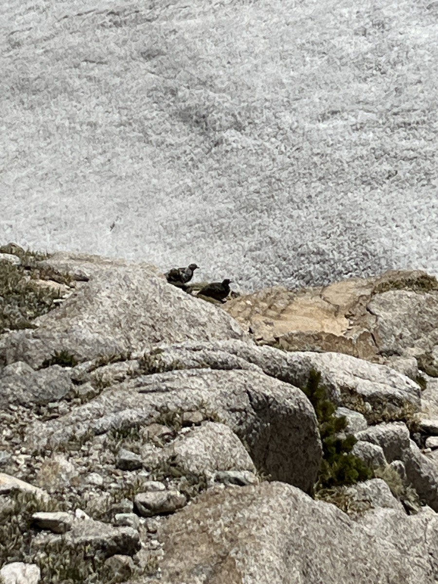 White-tailed Ptarmigan - ML619963784