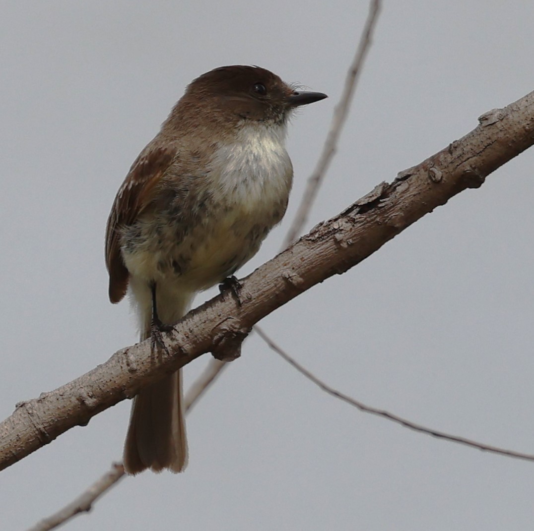 Eastern Phoebe - ML619963816