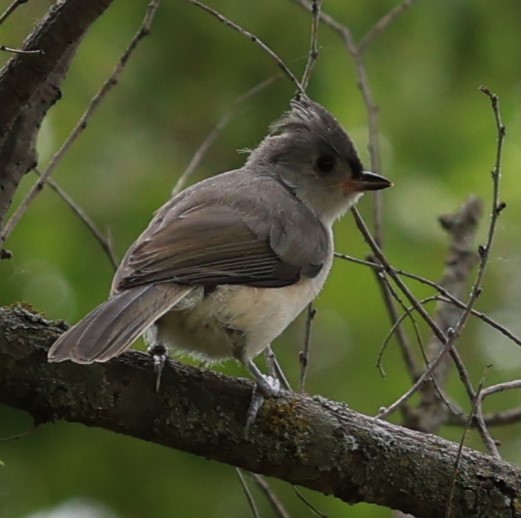 Tufted Titmouse - ML619963836